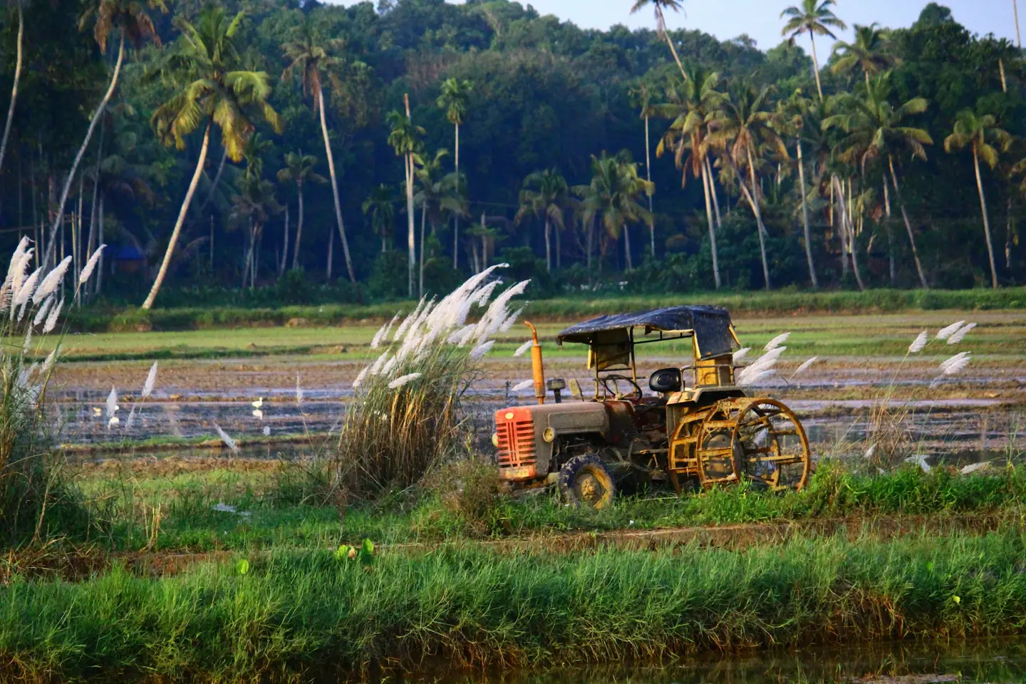 Tractor with cage wheels for wet fields parked beside a flooded paddy in Kerala, with coconut palms behind