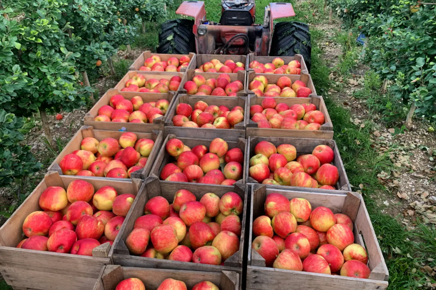 Wooden crates of freshly picked red apples loaded behind a tractor in an orchard row, ready to leave the farm