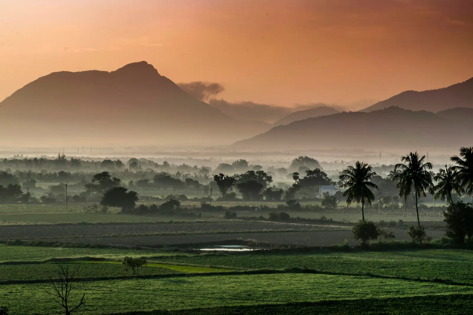 Misty farmland and coconut palms below the Western Ghats foothills outside Coimbatore, Tamil Nadu, at sunrise